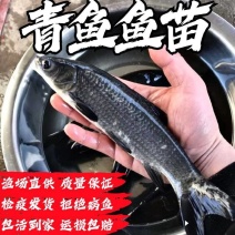 正宗青鱼鱼苗，自家渔场提供，欢迎需要的朋友联系选购吧！