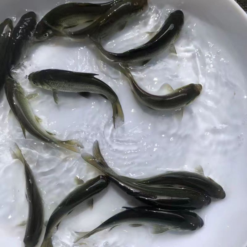正宗青鱼鱼苗，自家渔场提供，欢迎需要的朋友联系选购吧！