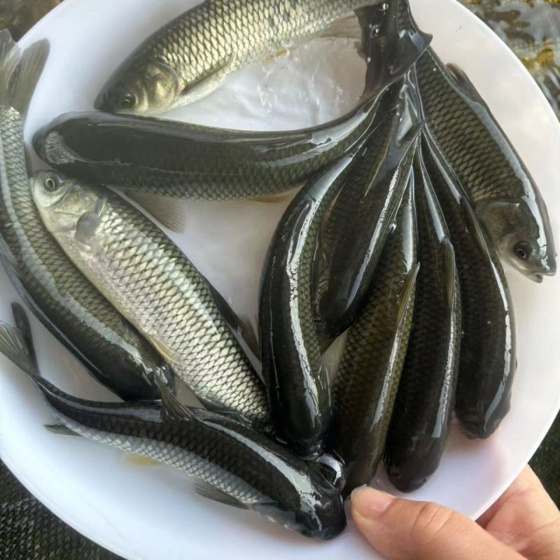 正宗草鱼苗，自家鱼苗提供，批发零售都可以发货，欢迎联系我
