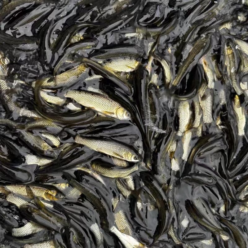 正宗草鱼苗，自家鱼苗提供，批发零售都可以发货，欢迎联系我