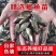 精品鲫鱼鱼苗，自家渔场养殖提供，批发零售都可以发货，来吧