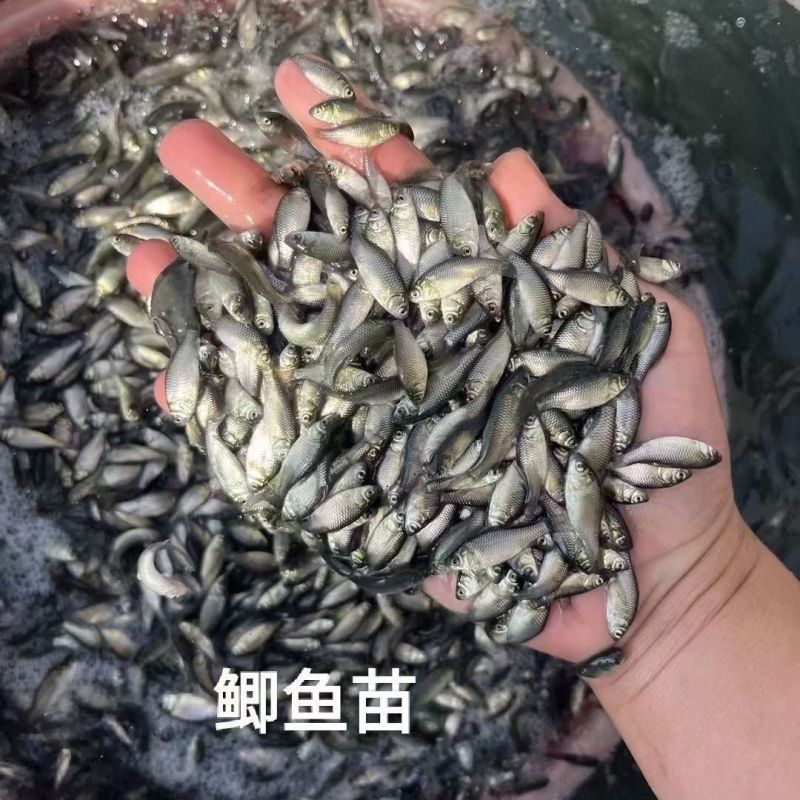 精品鲫鱼鱼苗，自家渔场养殖提供，批发零售都可以发货，来吧