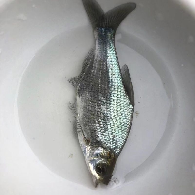 鳊鱼鱼苗，自家渔场提供，批发零售均可发货，需要的欢迎联系
