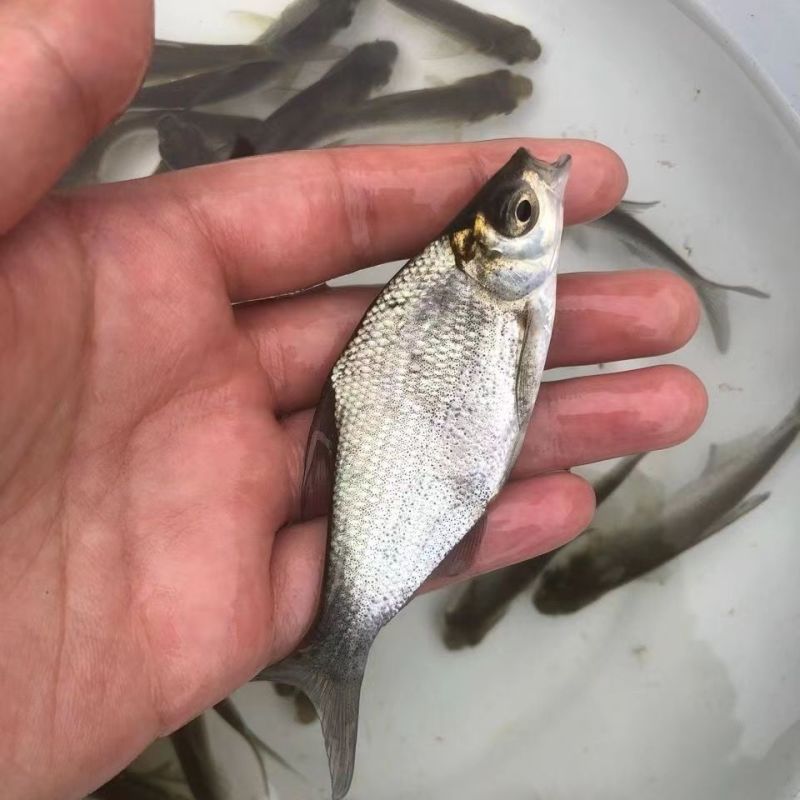 鳊鱼鱼苗，自家渔场提供，批发零售均可发货，需要的欢迎联系