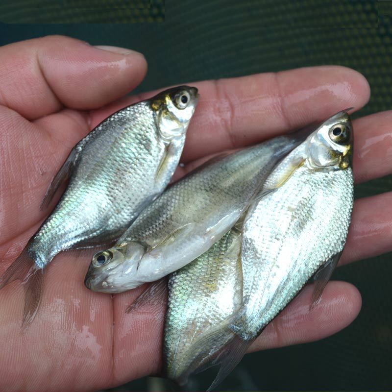 鳊鱼鱼苗，自家渔场提供，批发零售均可发货，需要的欢迎联系