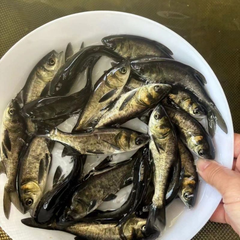 精品鲢鱼苗，白鲢鱼苗，花鲢鱼苗，自家渔场提供，可批发零售