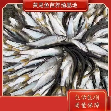 黄尾鱼鱼苗，自家渔场养殖提供，批发零售均可发货，需要的来