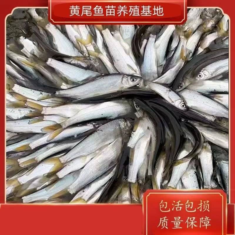 黄尾鱼鱼苗，自家渔场养殖提供，批发零售均可发货，需要的来