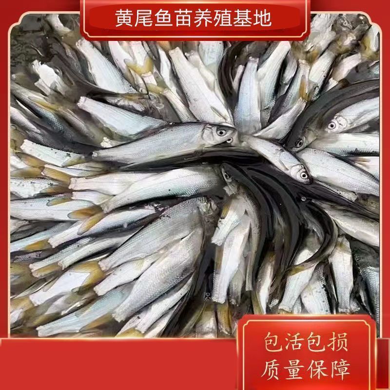 黄尾鱼鱼苗，自家渔场养殖提供，批发零售均可发货，需要的来