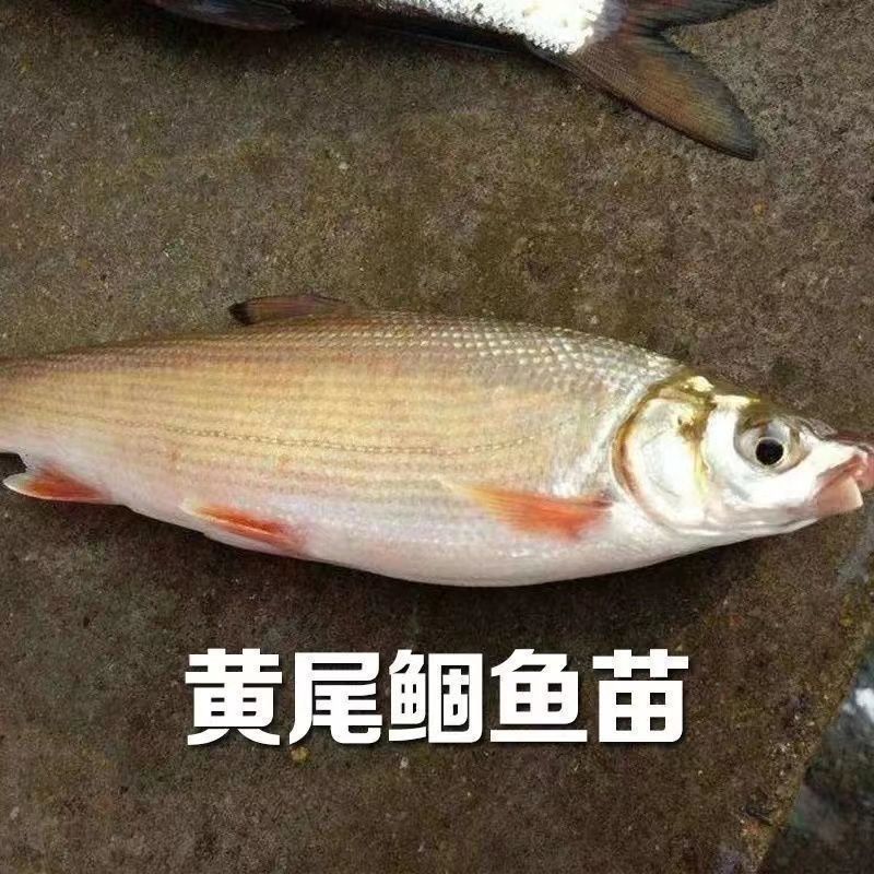 黄尾鱼鱼苗，自家渔场养殖提供，批发零售均可发货，需要的来