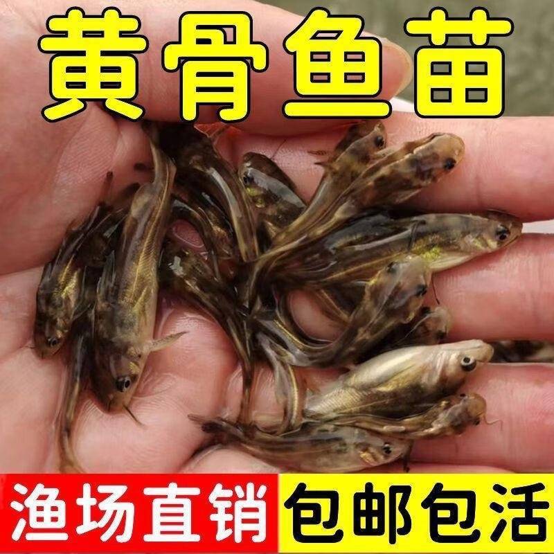 正宗黄骨鱼，鱼苗，自家渔场提供，批发零售均可发货，需要来