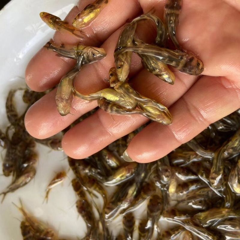正宗黄骨鱼，鱼苗，自家渔场提供，批发零售均可发货，需要来