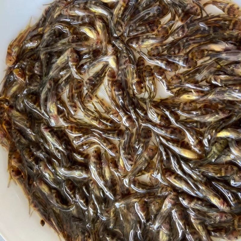 正宗黄骨鱼，鱼苗，自家渔场提供，批发零售均可发货，需要来