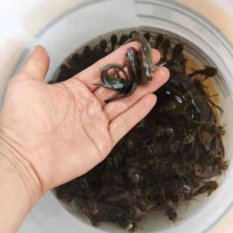 正宗黄骨鱼，鱼苗，自家渔场提供，批发零售均可发货，需要来
