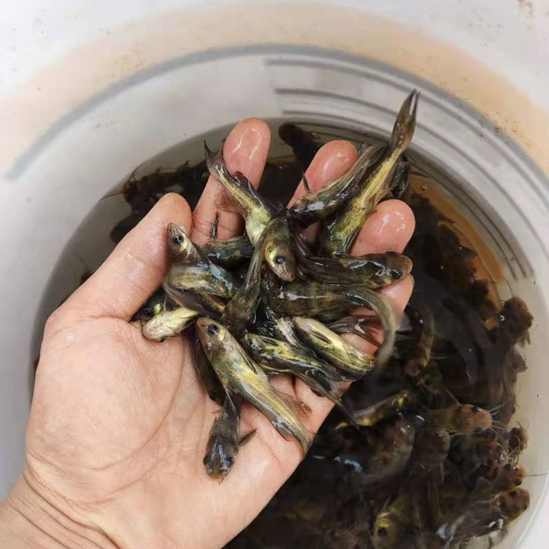 正宗黄骨鱼，鱼苗，自家渔场提供，批发零售均可发货，需要来