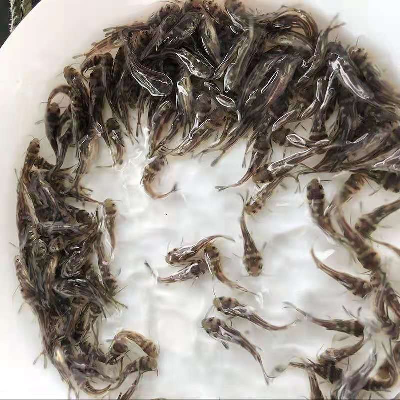 正宗黄骨鱼，鱼苗，自家渔场提供，批发零售均可发货，需要来