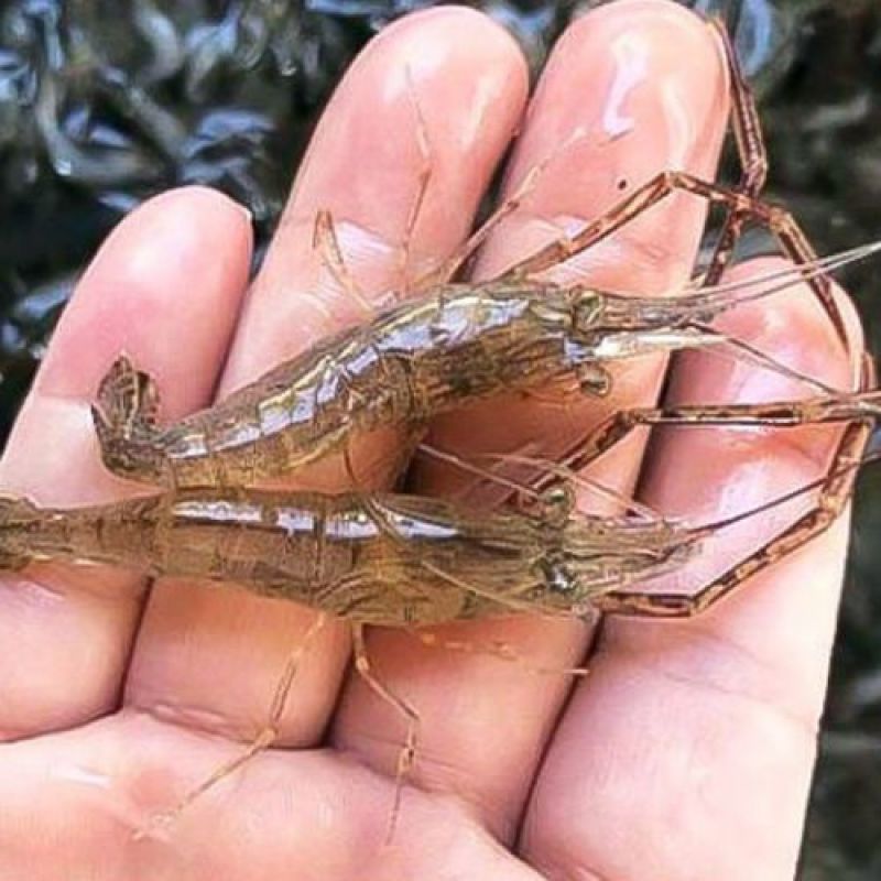 罗氏虾苗河虾虾苗，自家渔场提供需要的请联系我