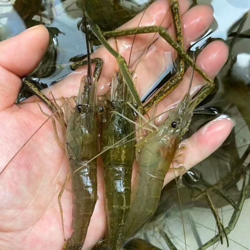 罗氏虾苗河虾虾苗，自家渔场提供需要的请联系我