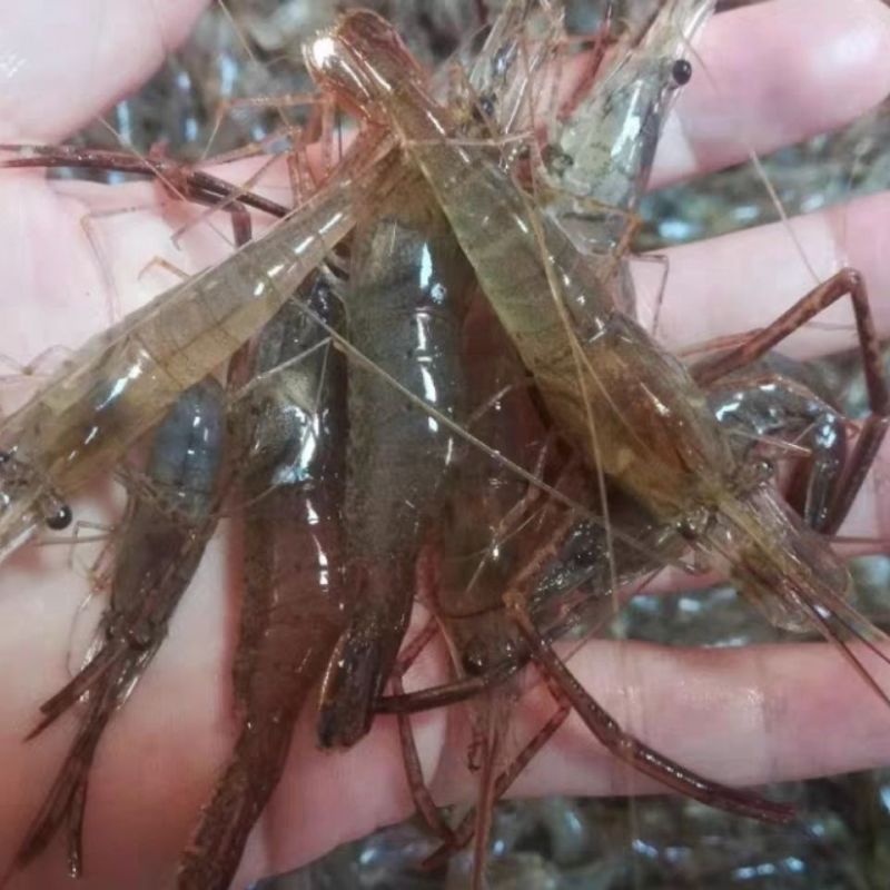 罗氏虾苗河虾虾苗，自家渔场提供需要的请联系我
