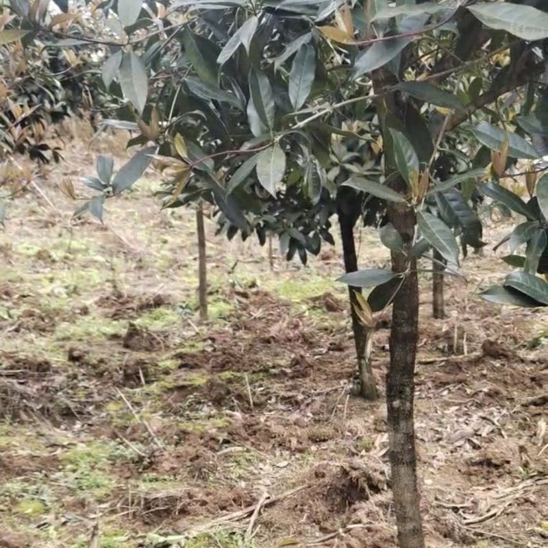 桂花树