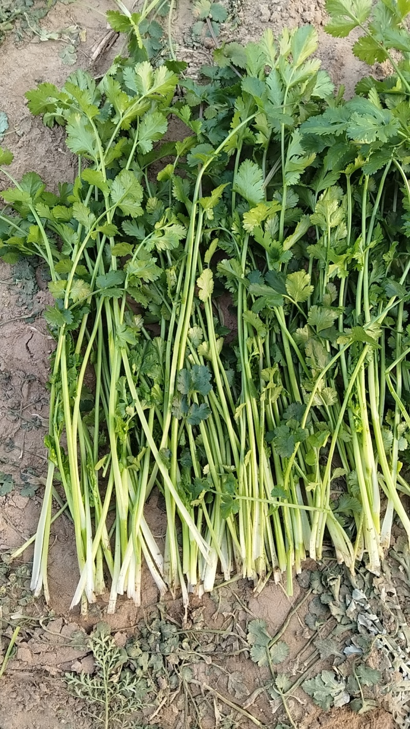 脱水香菜，速冻香菜，加工厂香菜