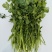 脱水香菜，速冻香菜，加工厂香菜