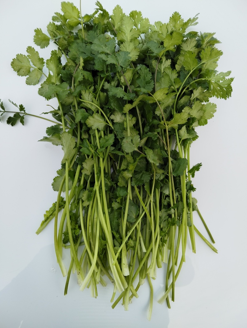 脱水香菜，速冻香菜，加工厂香菜