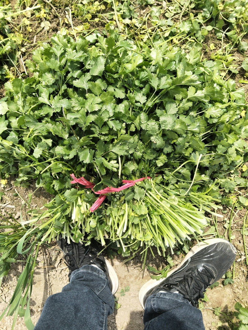 脱水香菜，速冻香菜，加工厂香菜