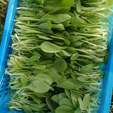 各色绿叶菜