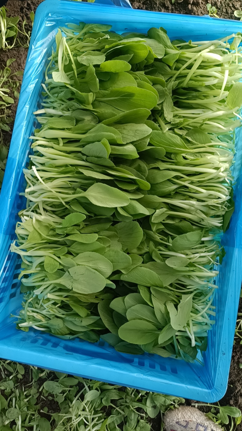 各色绿叶菜