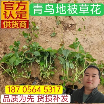 爬山虎袋苗三叶地锦产地直供保质保量发货爬山虎基地
