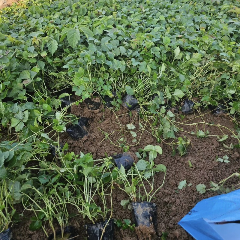 爬山虎袋苗三叶地锦产地直供保质保量发货爬山虎基地