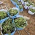 爬山虎袋苗三叶地锦产地直供保质保量发货爬山虎基地