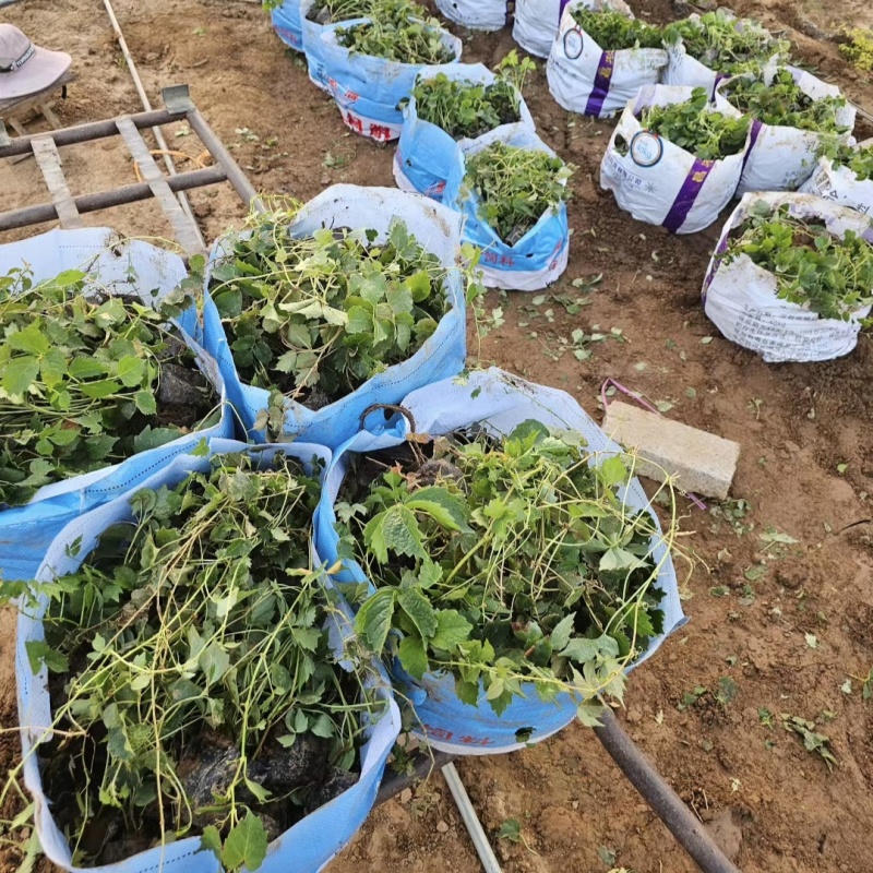 爬山虎袋苗三叶地锦产地直供保质保量发货爬山虎基地