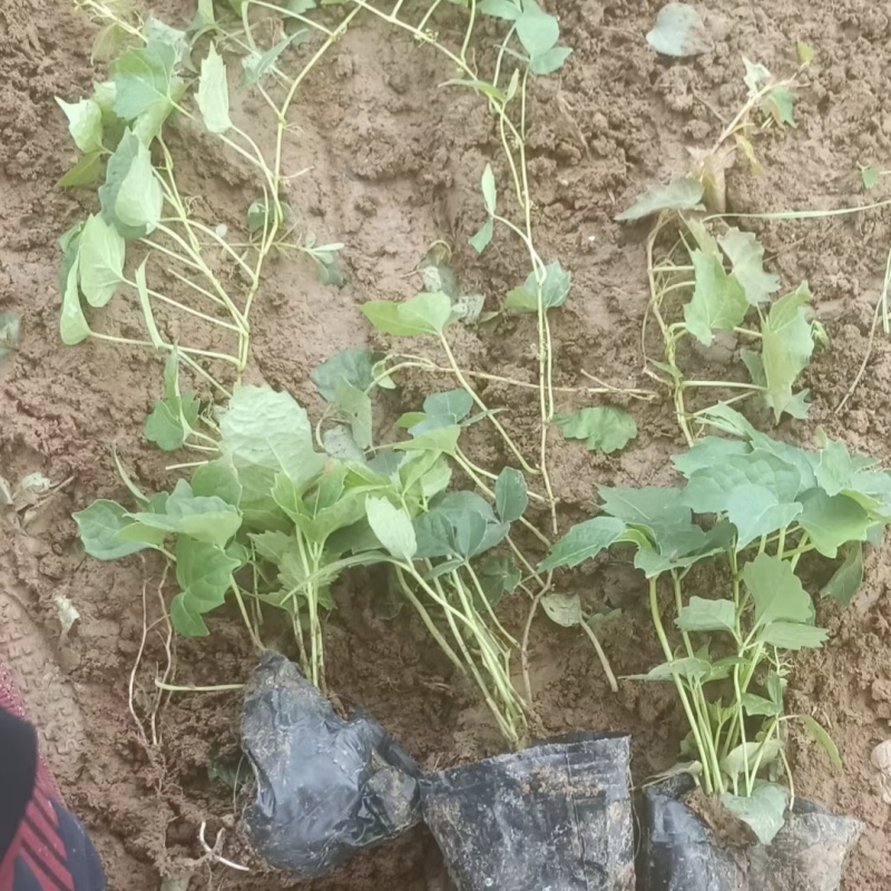 爬山虎袋苗三叶地锦产地直供保质保量发货爬山虎基地