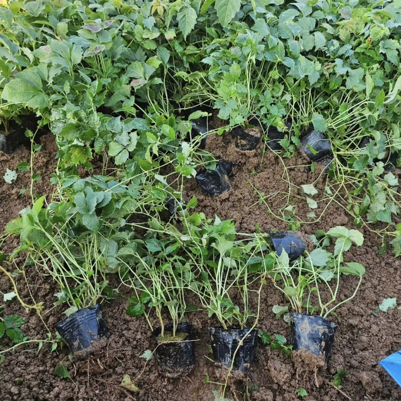 爬山虎袋苗三叶地锦产地直供保质保量发货爬山虎基地