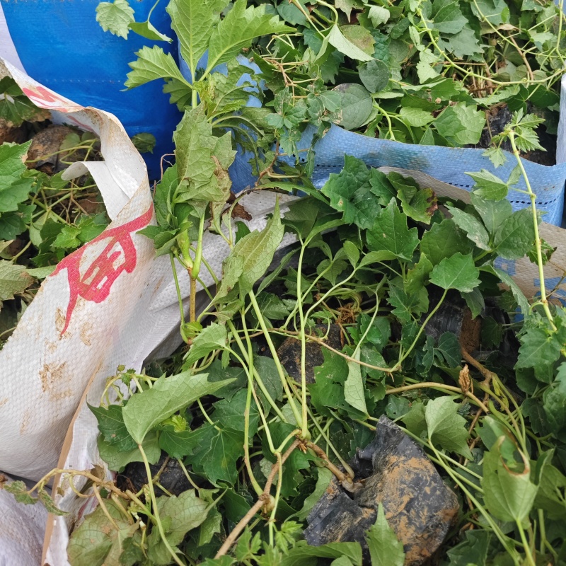 爬山虎袋苗三叶地锦产地直供保质保量发货爬山虎基地