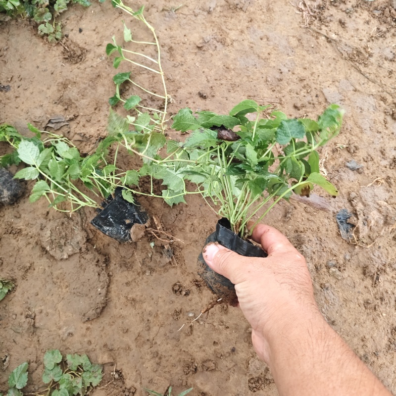 爬山虎袋苗三叶地锦产地直供保质保量发货爬山虎基地