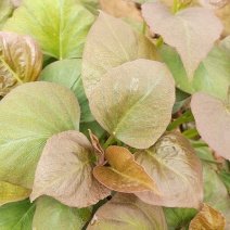 红蜜薯