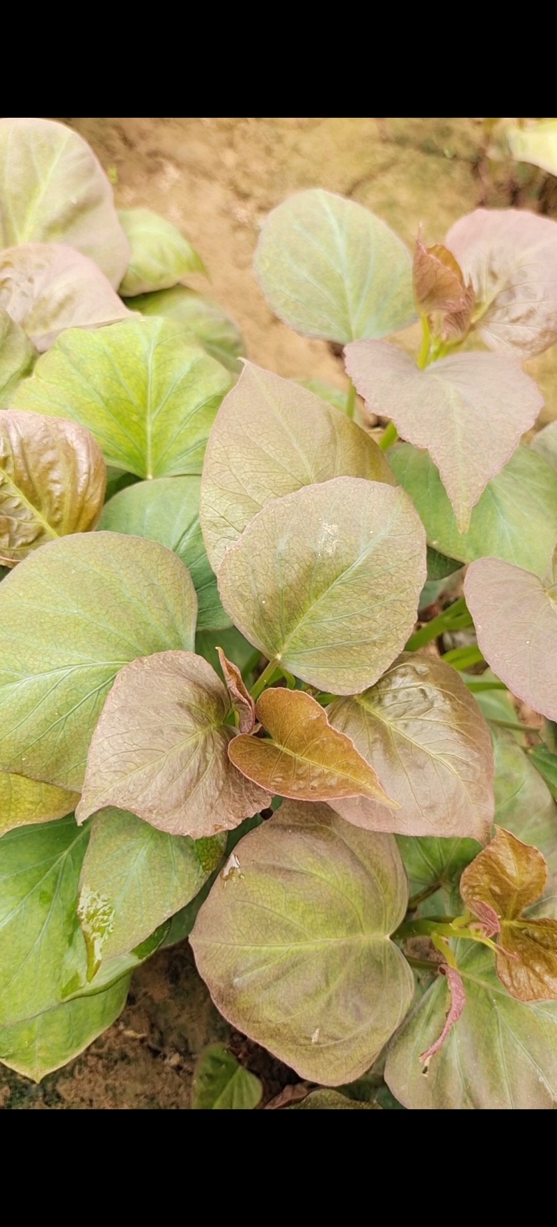 红蜜薯