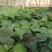 红蜜薯