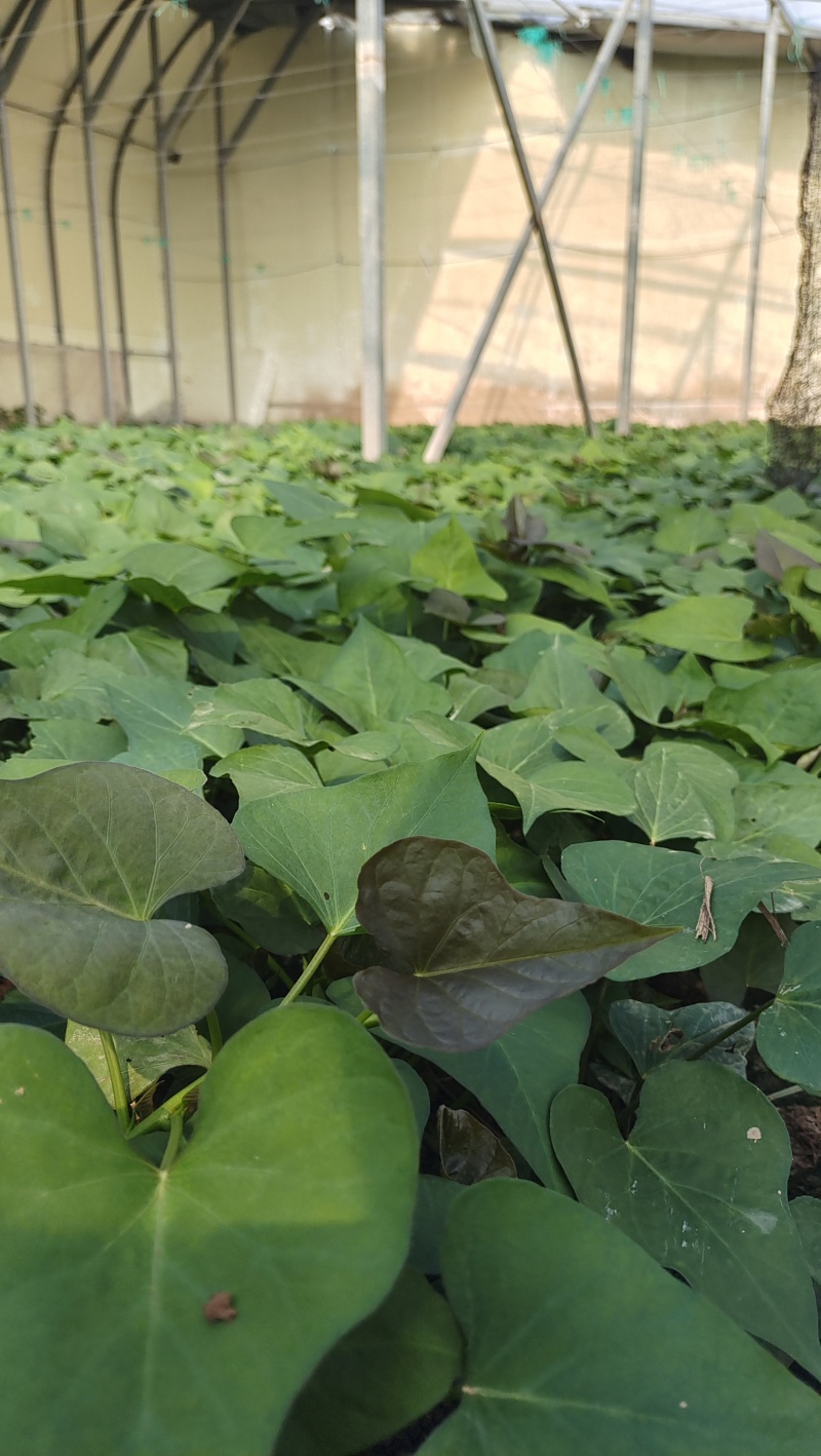 红蜜薯