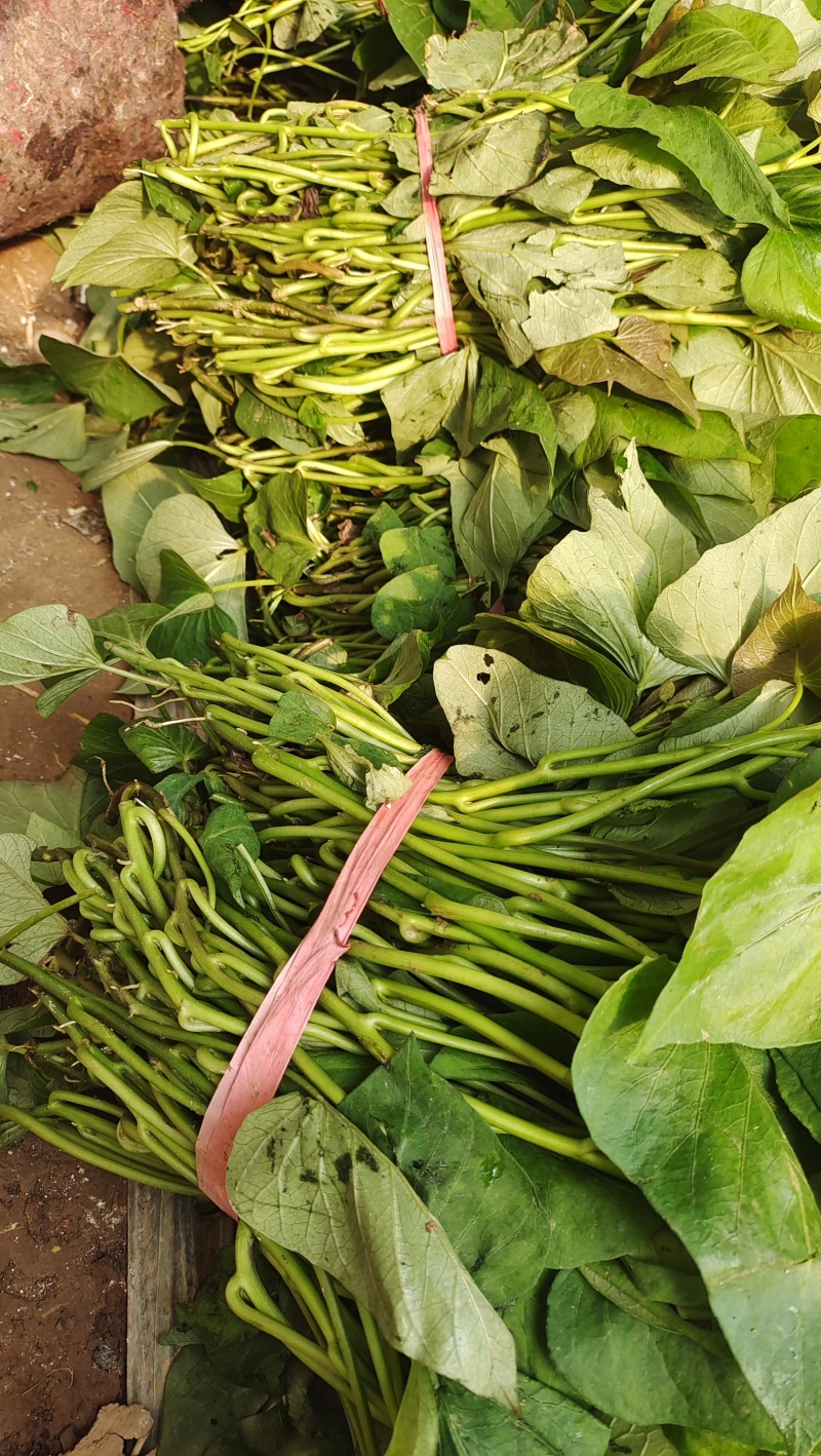 红蜜薯