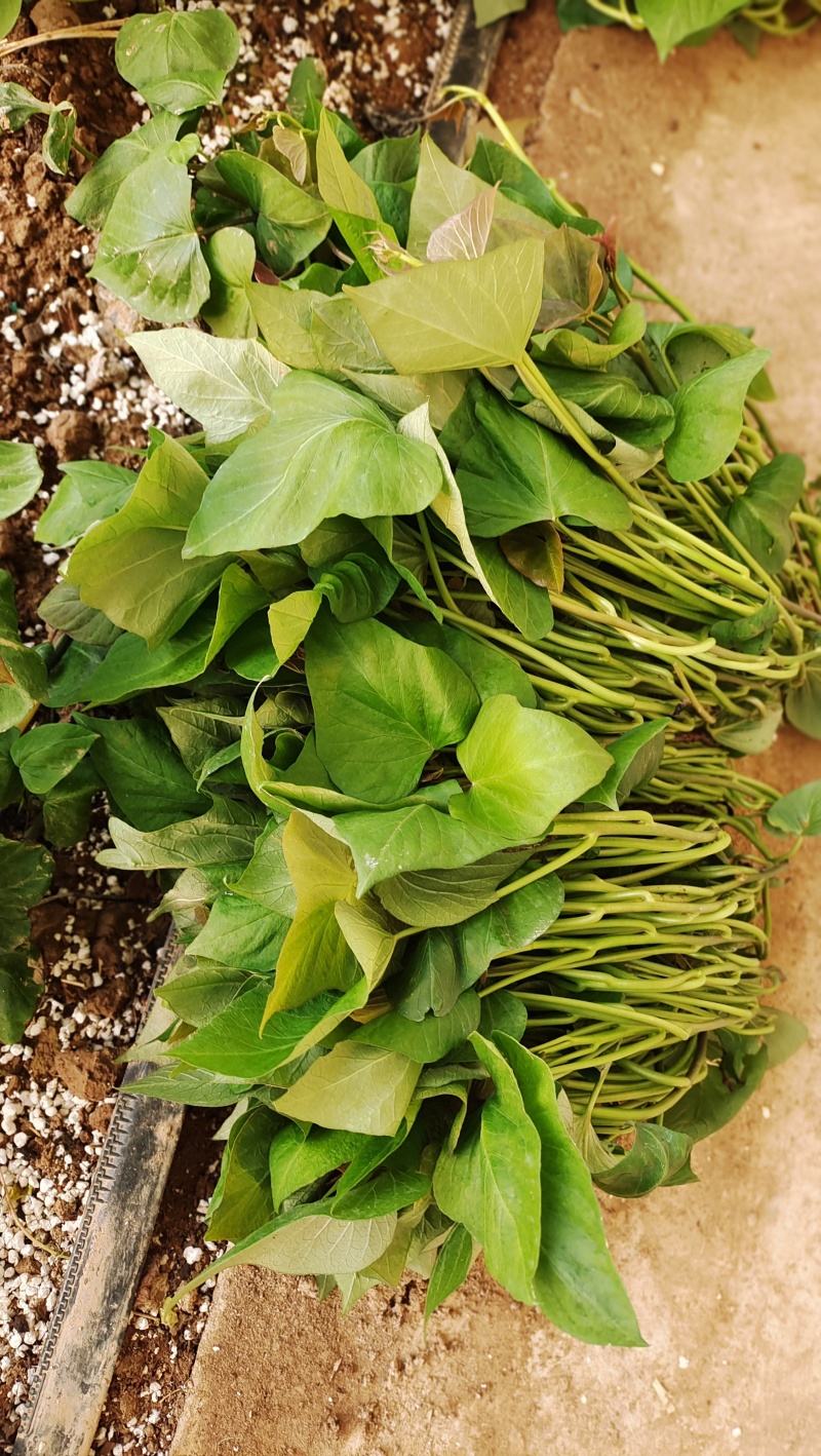 红蜜薯