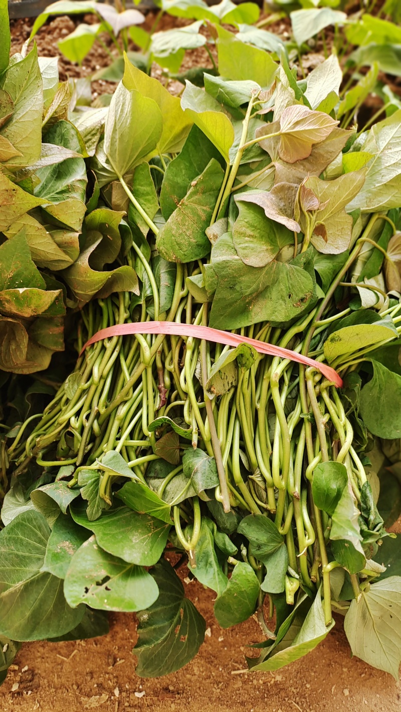 红蜜薯
