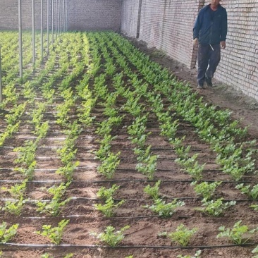 凯尔文水果芹菜