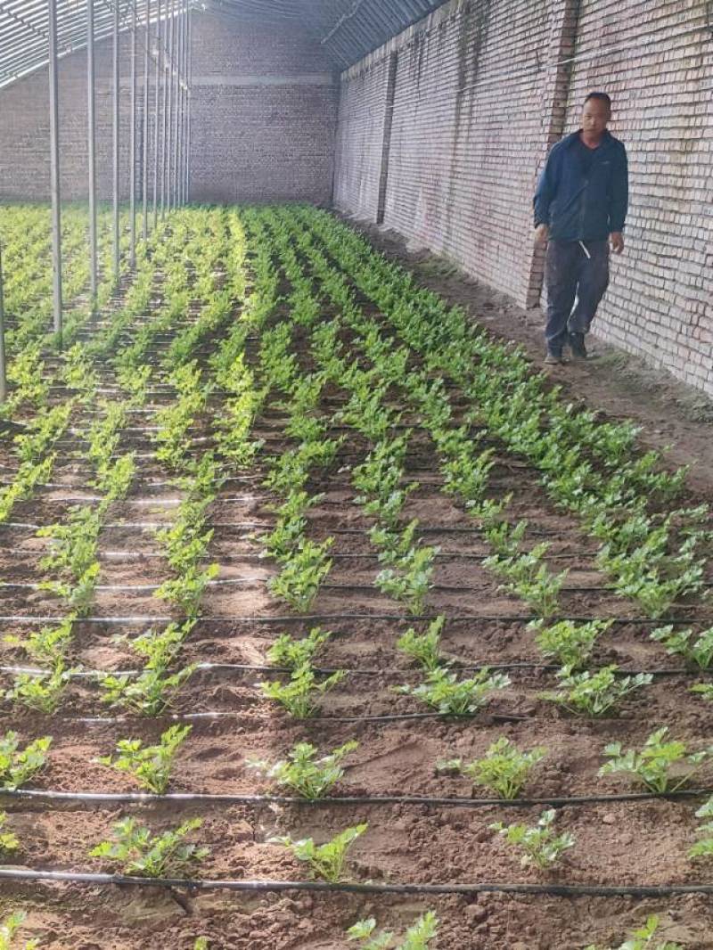 凯尔文水果芹菜