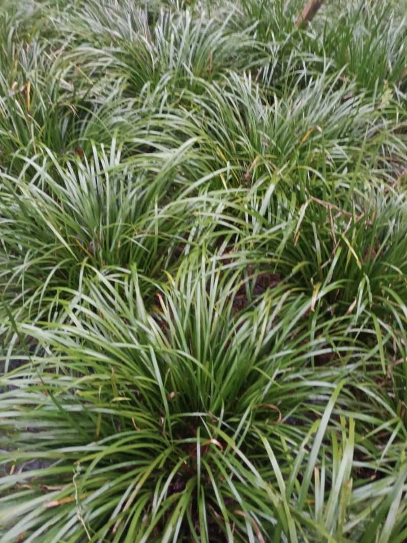 湘西野生石菖蒲种苗