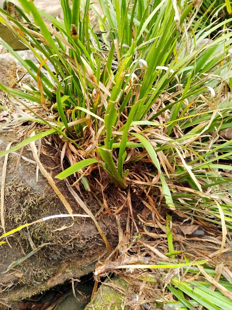 湘西野生石菖蒲种苗