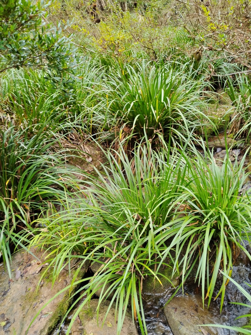湘西野生石菖蒲种苗